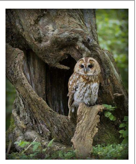 Gambar 13 :  Burung Hantu Hutan (Strix Aluco) Sumber: https://id.pinterest.com/pin/347269821236841416/ (diunduh : 27 Juni 