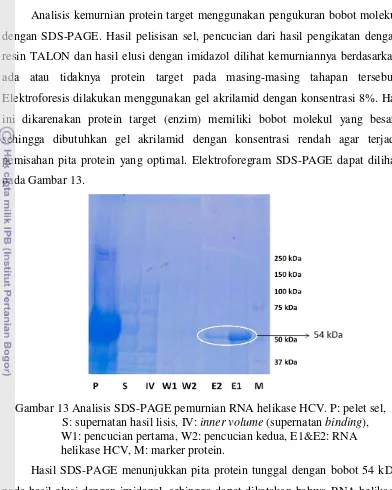 Gambar 13 Analisis SDS-PAGE pemurnian RNA helikase HCV. P: pelet sel, 