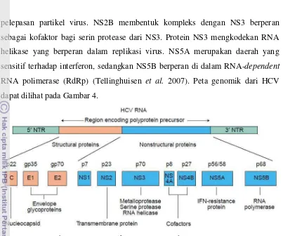 Gambar 4 Peta genomik HCV (Anzola dan Burgos 2003). 