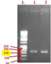 Fig. L: DNA Ladder, 1: Hpv. 4: Detection of DNA HPV on Hpv. A.1-Hpv. A.7 Samples A.1, 2: Hpv