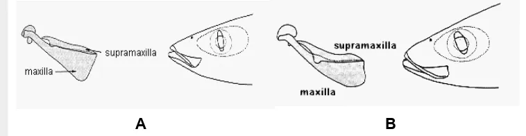Gambar 3. Bentuk maxilla dan supramaxilla A) ikan malalugis; B) ikan layang 
