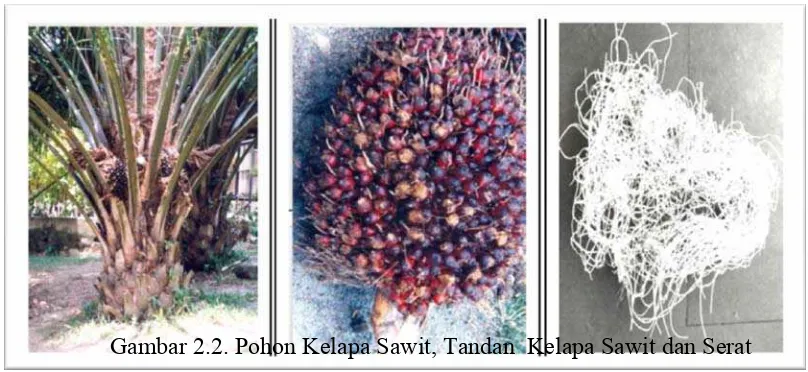 Gambar 2.2. Pohon Kelapa Sawit, Tandan  Kelapa Sawit dan Serat  