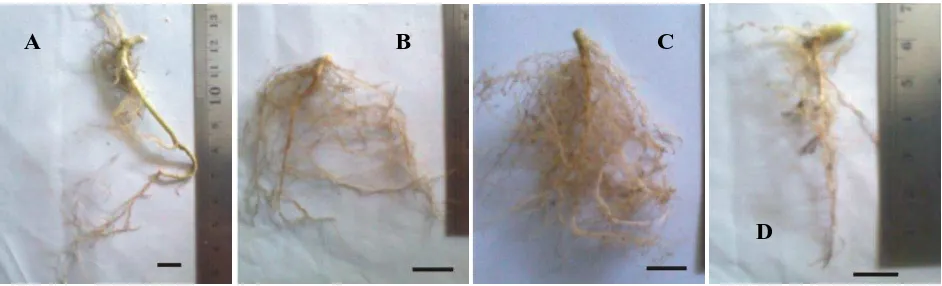 Gambar 1. Arsitektur akar Solanum melongena varietas Kopek. A: kontrol, B: pelakuan 5%, C; perlakuan 10%, dan D: perlakuan 15% NaCl (bar 1 cm)