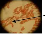 Gambar 5  Isolat bakteri penghasil spora.  