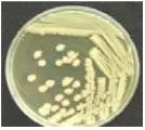 Gambar 1  Hasil regenerasi isolat bakteri. 