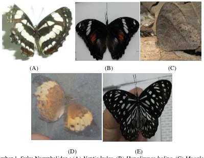 Gambar 1. Suku Nymphalidae : (A) Neptis hylas, (B) Hypolimnas bolina, (C) Mycalesis  