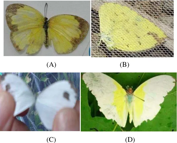 Tabel 2. Dominasi jenis kupu-kupu mingguan dengan metode jejak jelajah di Taman     Nasional Gunung Merapi 