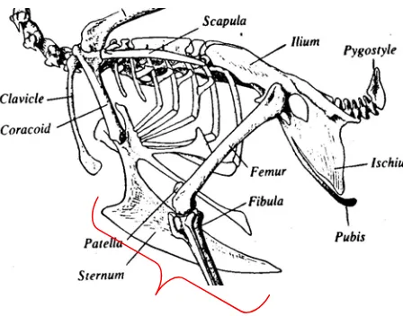 Gambar 8. Tulang Sternum pada Ayam 
