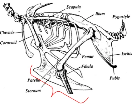 Gambar 8. Tulang Sternum pada Ayam 