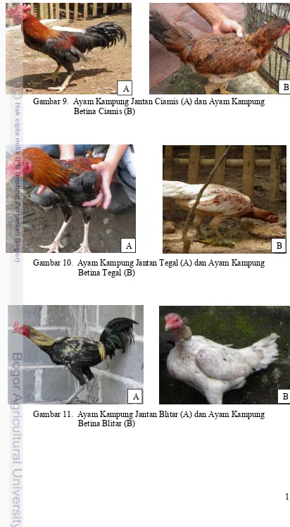 Gambar 9.  Ayam Kampung Jantan Ciamis (A) dan Ayam Kampung 
