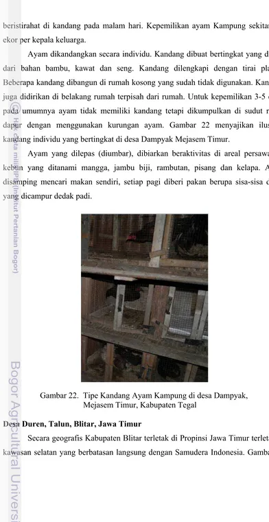 Gambar 22.  Tipe Kandang Ayam Kampung di desa Dampyak,  