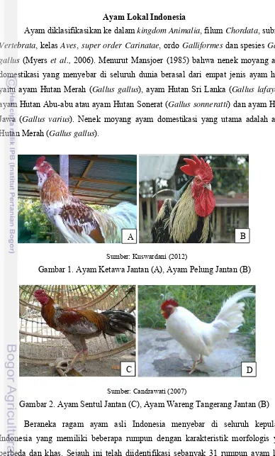 Gambar 1. Ayam Ketawa Jantan (A), Ayam Pelung Jantan (B) 