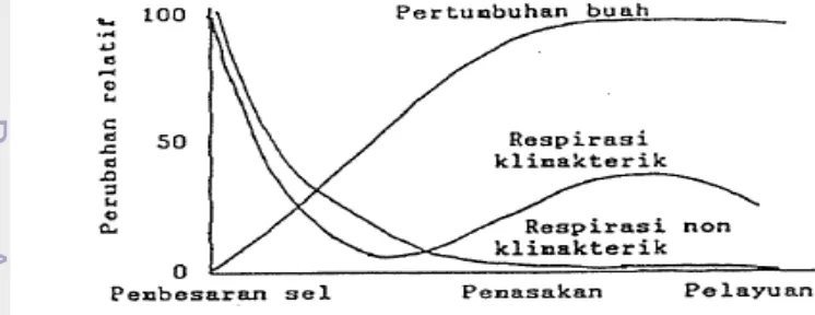 Gambar 2. Pola respirasi buah-buahan (Phan et al., 1975) 