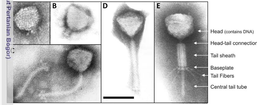 Gambar 1 Beberapa bentuk morfologi fage dari famili (A dan B) Podoviridae, (C) 