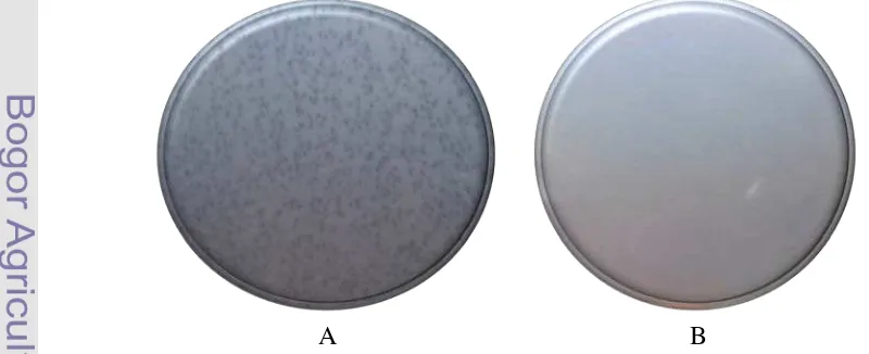 Gambar 3 Isolasi fage dengan menggunakan metode dua lapis agar, memperlihatkan; (A) pembentukan plak akibat lisisnya sel inang oleh fage, (B) perlakuan kontrol (tanpa infeksi fage) tidak memperlihatkan pembentukan plak