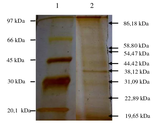 Gambar 6 Profil SDS-PAGE fage FY51-X memperlihatkan 8 pita protein, dengan 