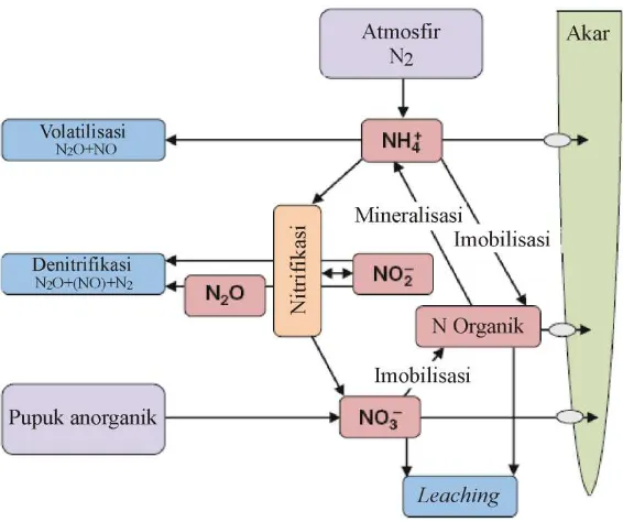 Gambar 1. Siklus N dalam Tanah (Miller & Cramer 2005). 