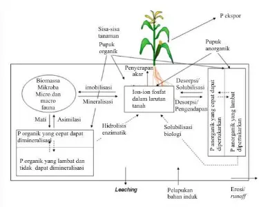 Gambar 2. Siklus P dalam sistem tanah dan tanaman (White 2006) 