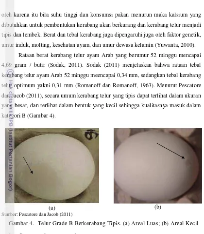 Gambar 4. Telur Grade B Berkerabang Tipis. (a) Areal Luas; (b) Areal Kecil 