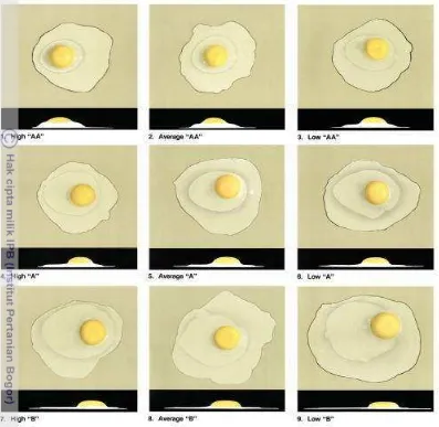 Gambar 7. Kualitas Telur Berdasarkan Haugh Unit. (1) High AA; (2) Average 