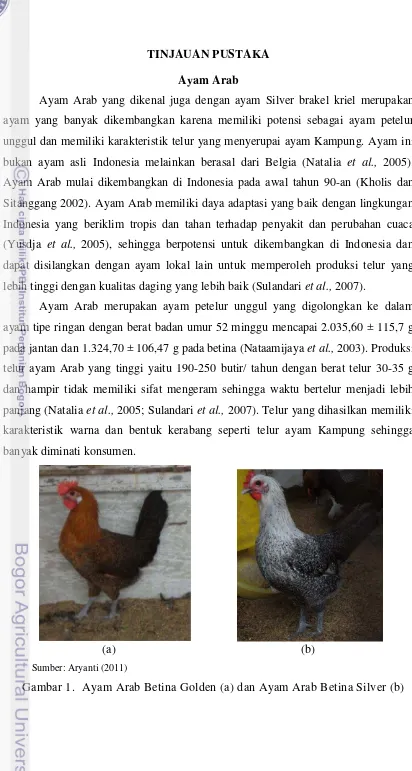 Gambar 1. Ayam Arab Betina Golden (a) dan Ayam Arab Betina Silver (b)  