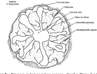 Gambar 9 Sumsum Tulang (perbesaran 312x). Debris azurofilik (1); Erythroblast 