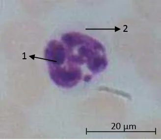 Gambar 15  Neutrofil mencit kelompok vaksin.   Inti (1); Sitoplasma (2). 