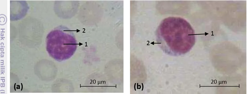 Gambar 23  (a) limfosit kelompok kontrol. (b) limfosit kelompok vaksin.   Nukleus (1); Sitoplasma (2)