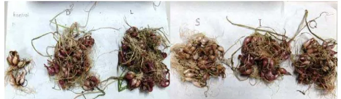 Gambar 4  Pengaruh perlakuan Fusarium spp. terhadap bobot kering tanaman   mentimun sebagai tanaman indikator 