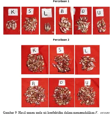 Gambar 9  Hasil panen pada uji keefektifan dalam mengendalikan F.  oxysporum                   f.sp