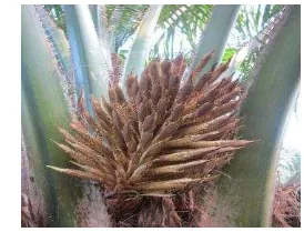Gambar 2 Bunga jantan kelapa sawit yang 