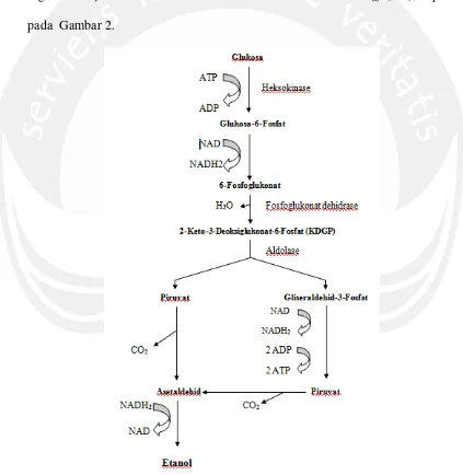 Gambar 2. Skema Jalur 2-keto-3-deosiglukonat-6-fosfat pada fermentasi etanol 
