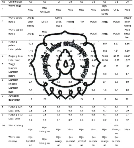 Tabel 4. Ciri morfologi sembilan varian tanaman ganyong 