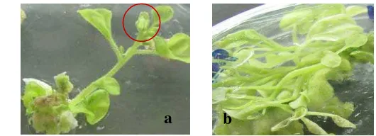 Gambar 5 Pertumbuhan tunas in vitro pada umur 6 minggu setelah tanam. (a) tunas transgenik  