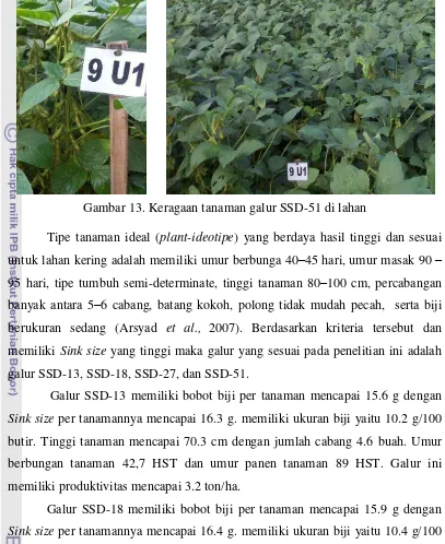 Gambar 13. Keragaan tanaman galur SSD-51 di lahan 