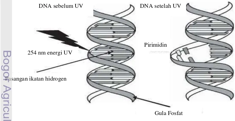 Gambar 4. Visualisasi DNA Sebelum dan Sesudah Terkena Sinar Ultraviolet 