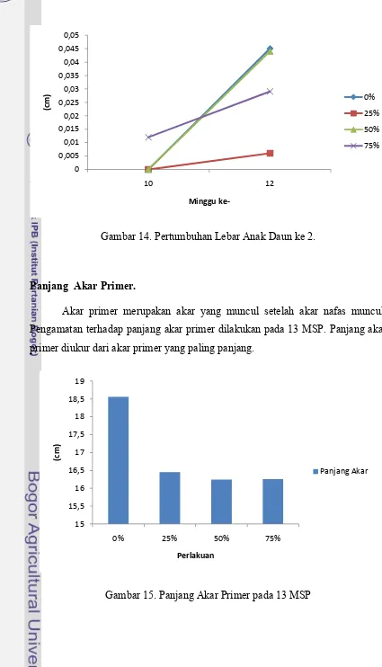 Gambar 15. Panjang Akar Primer pada 13 MSP