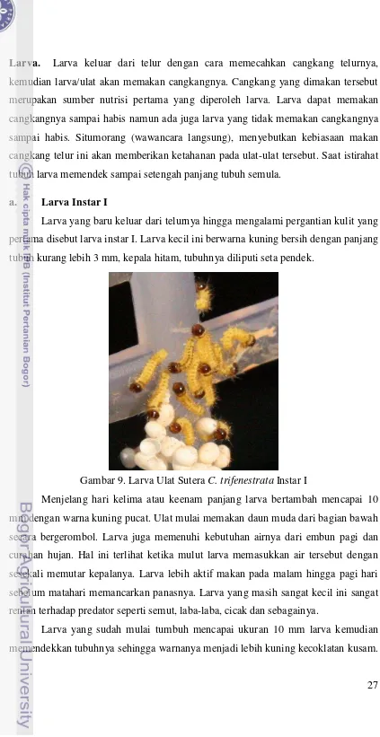 Gambar 9. Larva Ulat Sutera C. trifenestrata Instar I 