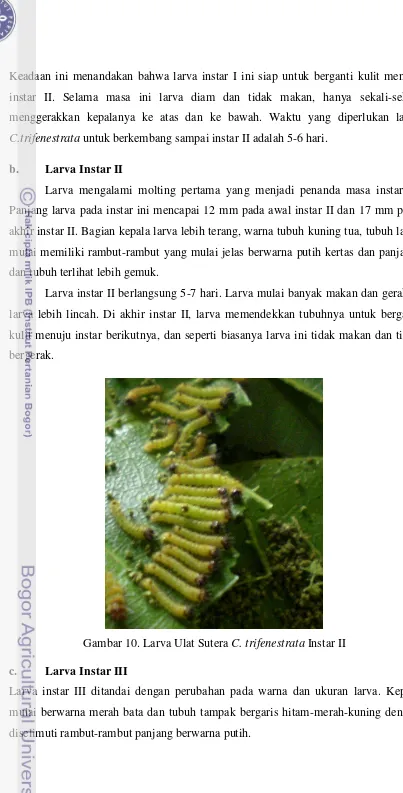 Gambar 10. Larva Ulat Sutera C. trifenestrata Instar II  