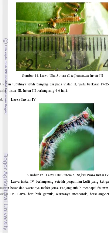 Gambar 12.  Larva Ulat Sutera C. trifenestrata Instar IV 