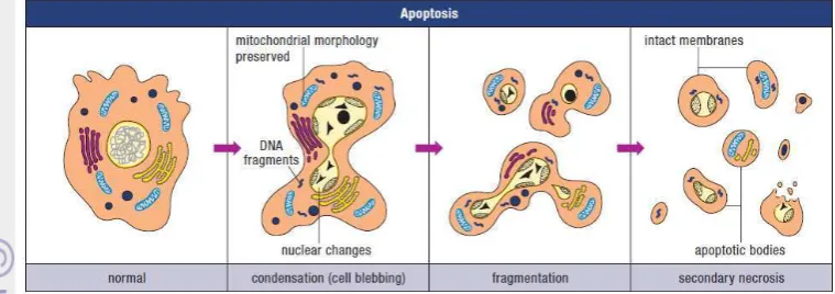 Figure 1 Illustration of the morphological features of apoptosis (Wyllie, et. al 1998) 