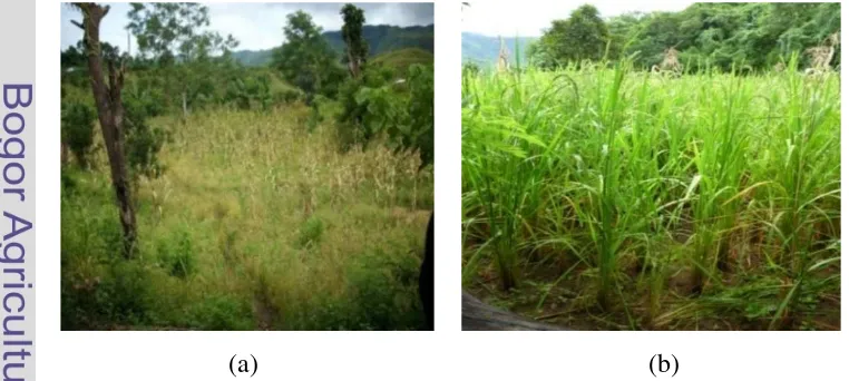 Tabel 15  Persentase tipe habitat tumbuhan pangan di Desa Katikuwai 