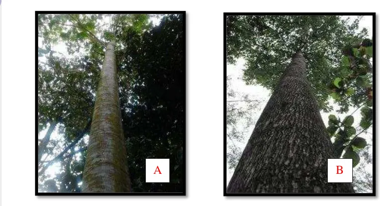 Gambar 5. Tegakan Pohon Sengon dan Jabon. Keterangan: (A) Sengon dan (B) 