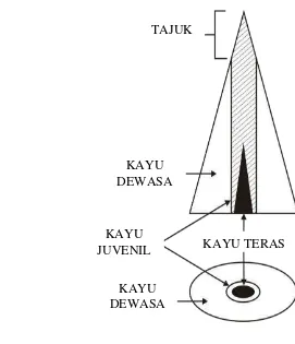 Gambar 1. Zona Kayu  Juvenil pada Batang Kayu. 
