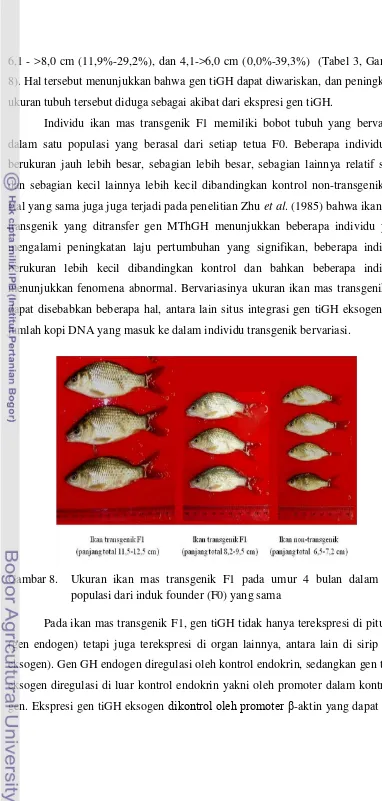 Gambar 8. Ukuran ikan mas transgenik F1 pada umur 4 bulan dalam satu 
