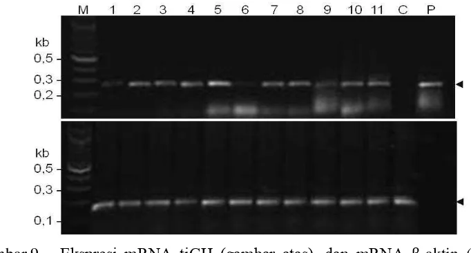 Gambar 9. Ekspresi mRNA tiGH (gambar atas), dan mRNA β-aktin (gambar 