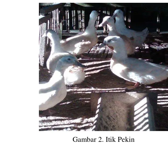 Gambar 2. Itik Pekin 