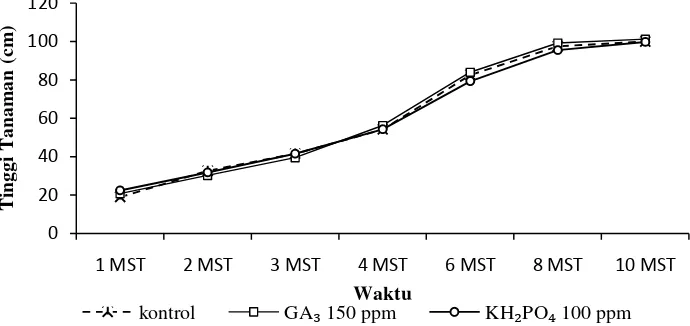 Gambar 5. Grafik rata-rata tinggi tanaman padi varietas Limboto dengan perlakuan invigorasi  