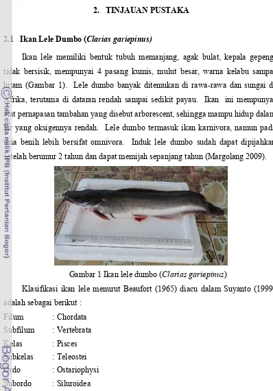 Gambar 1 Ikan lele dumbo (Clarias gariepinus)
