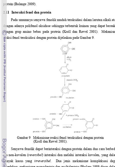 Gambar 9   Mekanisme reaksi fenol teroksidasi dengan proteinGambar 9   Mekanisme reaksi fenol teroksidasi dengan proteinGambar 9   Mekanisme reaksi fenol teroksidasi dengan protein